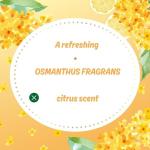 Club Suppin Translucent Pressed Powder Foundation + Overnight Skincare, Makeup Setting Powder & Matte Face Powder with Shea Butter, Amino Acids& Aloe Extract from Japanese Skincare Orange PLUSH