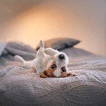 Beige King Bedspread Coverlet Set with Shams