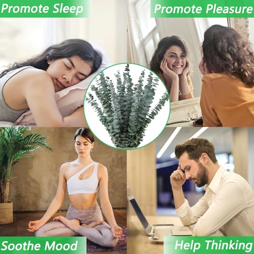 Dried Eucalyptus Stems - 10 Pieces for Decor