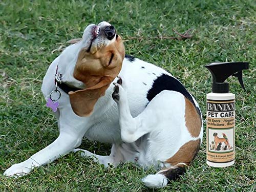 Banixx 8oz Pet Care for Infections