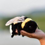 Cute Bee Plush Toy - Minecraft Collectible Doll