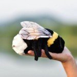 Cute Bee Plush Toy - Minecraft Collectible Doll