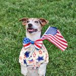 Weewooday 4 Pcs American Flag Dog Shirts Veterans Day Dog T-Shirts Patriotic Pet Costume Stripes Stars Vest American Flag Independence Day Pet Clothes Breathable Summer Vest(Medium)