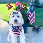 BBPOOL 8pcs 4th of July Headband Star Sunglasses Red White Blue Memorial Day Patriotic Accessories for Independence Day Party Supplies