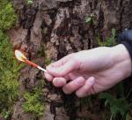 UCO Stormproof Match Kit with Waterproof Case, 25 Stormproof Matches and 3 Strikers - Yellow