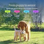 Get Joy Freeze Dried Raw Beef Meal, High Protein Grain Free, Dry Dog Food Meal Mixer and Topper, with Probiotics for Gut Health, Made with 100% USDA Organ Meat, for All Breeds and Ages, 16oz Bag