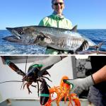 Schwer 12 Pairs Cut Resistant Gloves, Sandy Nitrile Coating，S, CR3088