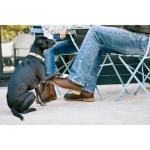 Ariat Women’s Wexford Waterproof Chelsea Boot