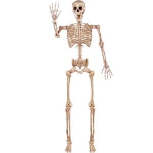 5.6 FT Realistic Posable Halloween Skeleton Decor
