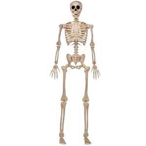 5 FT Poseable Life-Size Halloween Skeleton Decor