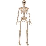 5 FT Poseable Life-Size Halloween Skeleton Decor