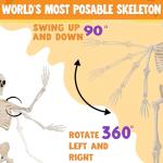 36" Poseable Halloween Skeleton Decoration Prop