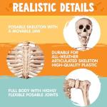 5.6 FT Realistic Posable Halloween Skeleton Decor