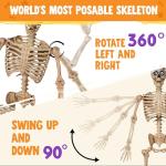 Life-Size Posable Halloween Skeleton with Moving Features