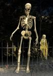 8FT Animated Yard Skeleton with Motion Sensor Lights