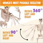 6.9 FT Life Size Posable Halloween Skeleton Prop