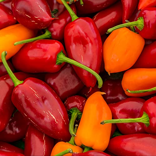 Chipotle Ground Spice - Rich Smoky Flavor