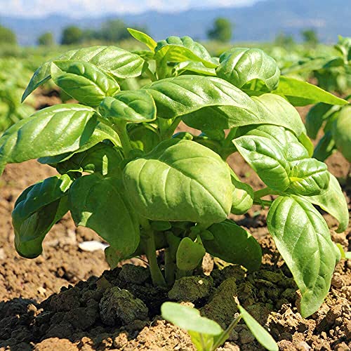 Organic Basil Leaves - Dried, Non-GMO, 6 oz