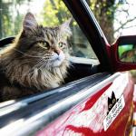 Tell Your Cat I Said Pspsps Funny 8” x 4.5” Vinyl Magnet for Fridge Office Car Bumper & More Durable Humorous Gift for Cat Lovers