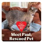 Bissell Little Green Mini Portable Carpet and Upholstery Deep Cleaner, Car/Auto Detailer, with HydroRinse Self-Cleaning Tool and 4" Tough Stain Tool, Tea Green, 4075