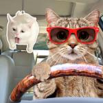 6Pcs Funny Car Air Freshener for Women Girls Men Cute Freshener Ornaments Cat Meme Funny Car Hanging Accessories