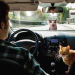 6Pcs Funny Car Air Freshener for Women Girls Men Cute Freshener Ornaments Cat Meme Funny Car Hanging Accessories