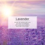 Little Trees Hanging Car and Home Air Freshener, Lavender Scent, 3 Pack