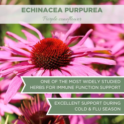 Organic Echinacea Purpurea Dried Tea - 4 oz