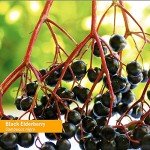 Organic Black Elderberry Extract for Immune Support