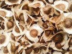Premium Moringa Seeds - 1000 Non-GMO Seeds