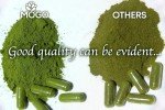 Organic Moringa Powder Capsules for Energy & Immunity