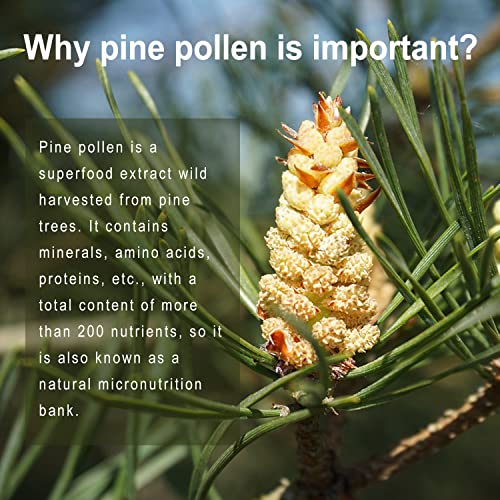 Pine Pollen with Ginger & Vitamin C, 120 Capsules
