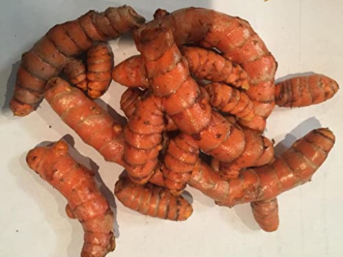 Organic Turmeric Root - 1 Lb Whole Root