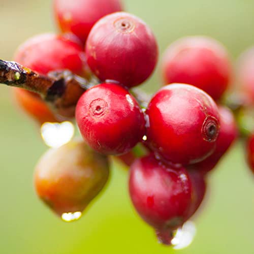 NoirePack: East African Coffee Subscription Sampler
