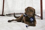 Pets First NHL Tampa Bay Lightning Puck Toy for Dogs & Cats. Play Hockey with Your Pet with This Licensed Dog Tough Toy Reward!