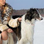 MLB New York Yankees Signature PRO Collar, PVC-Leather Premium Dog Collar, Extra Tough & Durable! Super Stylish! Size: Small Adjustable 12-15" Length x 0.75" Width