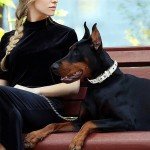 MLB New York Yankees Signature PRO Collar, PVC-Leather Premium Dog Collar, Extra Tough & Durable! Super Stylish! Size: Small Adjustable 12-15" Length x 0.75" Width