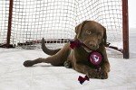 Pets First Dog Rubber Toy Tough Rubber with Heavy-Duty Dog Rope Tug Toy. NHL Colorado Avalanche Puck Toy for Dogs & Cats. Play Hockey with Your Pet with This Licensed Dog Puck Rubber Cool Toy!