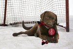 Pets First Dog Rubber Toy Tough Rubber with Heavy-Duty Dog Rope Tug Toy. NHL Washington Capitals Puck Toy for Dogs & Cats. Play Hockey with Your Pet with This Licensed Dog Puck Rubber Cool Toy!
