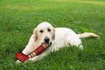 Pets First NHL Ottawa Senators Stick Toy for Dogs & Cats. Play Hockey with Your Pet with This Licensed Dog Tough Toy Reward!, 16 inches Long
