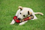 Pets First NHL Ottawa Senators Stick Toy for Dogs & Cats. Play Hockey with Your Pet with This Licensed Dog Tough Toy Reward!, 16 inches Long