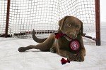 Pets First Dog Rubber Toy Tough Rubber with Heavy-Duty Dog Rope Tug Toy. NHL Montreal Canadiens Puck Toy for Dogs & Cats. Play Hockey with Your Pet with This Licensed Dog Puck Rubber Cool Toy!