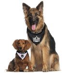 NHL Los Angeles Kings Bandana for Dogs & Cats, Large/X-Large. - Cute & Stylish Bandana! The Perfect Hockey Fan Scarf Bandana, Great for Birthdays Or Any Party!