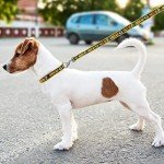 NFL PET Collar Green Bay Packers Dog Collar, Medium Football Team Collar for Dogs & Cats. A Shiny & Colorful Cat Collar & Dog Collar Licensed by The NFL