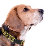 NFL PET Collar Green Bay Packers Dog Collar, Medium Football Team Collar for Dogs & Cats. A Shiny & Colorful Cat Collar & Dog Collar Licensed by The NFL