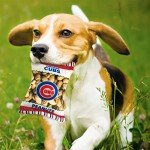 MLB Chicago Cubs Plush Peanuts Snack Toy for Dogs & Cats with Embroidered Team Name & Logo with Inner Squeaker
