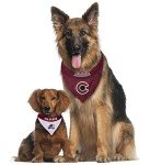 NHL Colorado Avalanche Bandana for Dogs & Cats, Small/Medium. - Cute & Stylish Bandana! The Perfect Hockey Fan Scarf Bandana, Great for Birthdays Or Any Party!