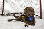 Pets First Dog Rubber Toy Tough Rubber with Heavy-Duty Dog Rope Tug Toy. NHL St. Louis Blues Puck Toy for Dogs & Cats. Play Hockey with Your Pet with This Licensed Dog Puck Rubber Cool Toy!