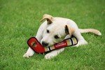 Pets First Dog Toy Tough Nylon with Inner Squeaker Licensed by NHL Chicago Blackhawks Hockey Stick Toy for Dogs & Cats. Play Hockey with Your Pet with This Licensed Dog Tough Toy