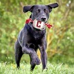 Pets First MLB Cleveland Guardians Nylon Baseball Toy with Tug Ropes for Dogs & Cats. Tough Nylon, Sporty Baseball Design, Heavy-Duty Ropes with Inner Squeaker